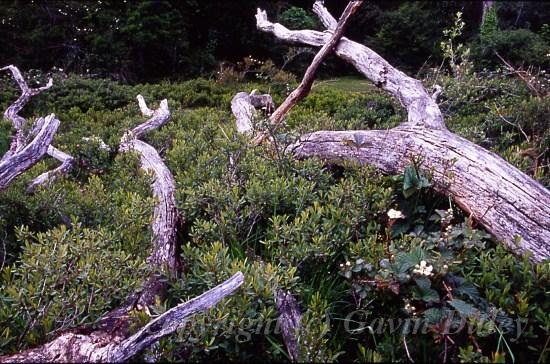 Ober Water Trail, New Forest, Hampshire.jpg